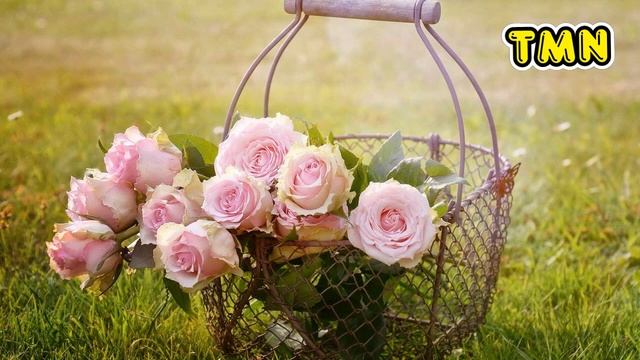 [KARAOKE] Nhạc khúc trầm mi - Slow (Lê Vân Tú) - Tone Nữ (Em) | #coverbytmn смотреть онлайн