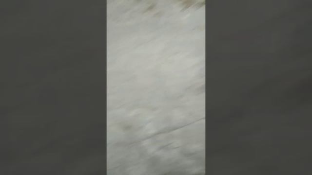 Волкодав 3 месячный смотреть онлайн