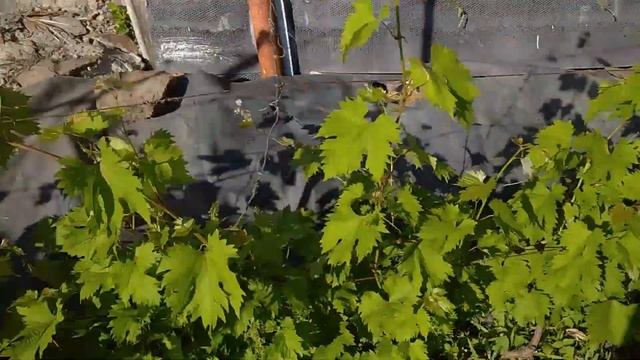 Дела житейские 05.06.23 #черешня сгнила #клубника #город61 #садогород #посылка #виноградник смотреть онлайн