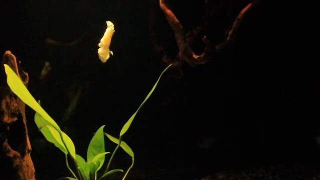 Атака пираньи смотреть онлайн