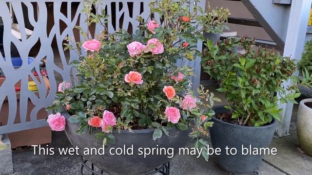 Drift Rose Apricot, In Blooms & With Powdery Mildew - June 26, 2022 смотреть онлайн