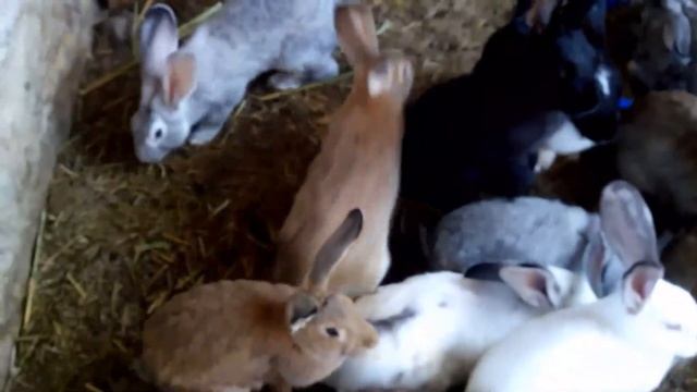 Грабли веерные Для любителей канала Грабли Лайф 18 04 21 смотреть онлайн