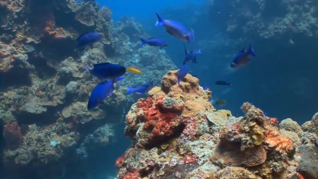 Idiot stares at fish while improvising. смотреть онлайн