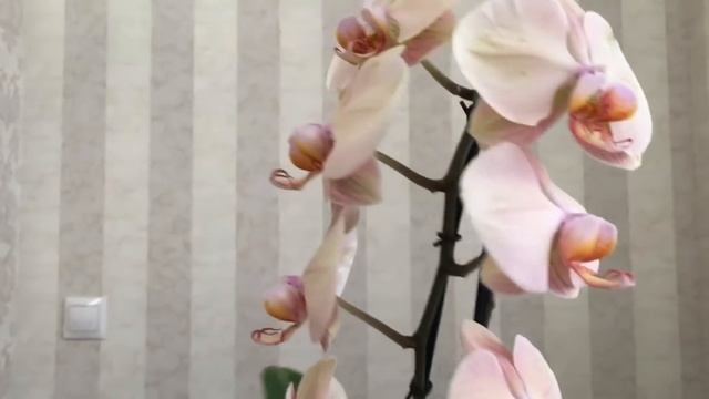 Сравним Леди Мармелад и Шампань .. Кто на Свете всех милее?)))) смотреть онлайн