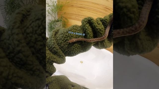 Daily video of Felix the python :1 смотреть онлайн