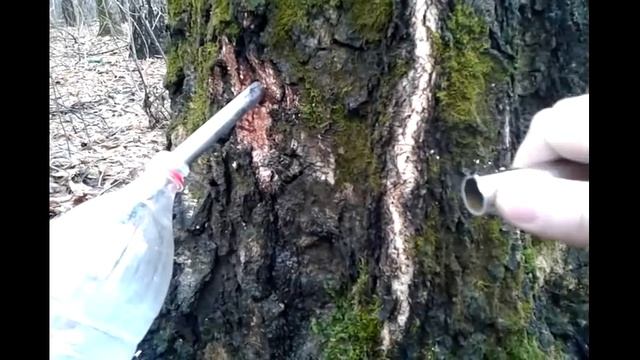 Как собирать березовый сок видео смотреть онлайн