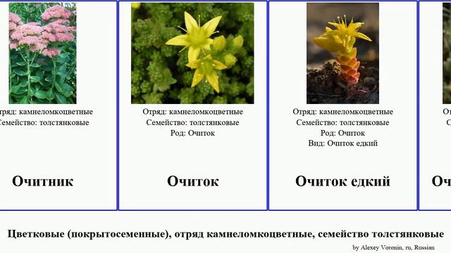 Цветковые (покрытосеменные), отряд камнеломкоцветные, семейство толстянковые молодило Angiosperms