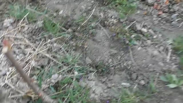 Зацвела прививка черешни - что делать? смотреть онлайн