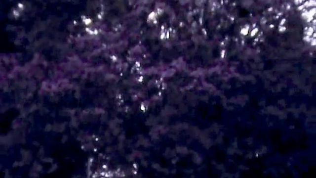 c1960 Salisbury Rhodesia - Jacaranda's & Bougainvillea Blooming смотреть онлайн