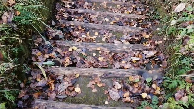 Поездка в Берёзовский рядок Знакомство с природой. Ночная охота. смотреть онлайн