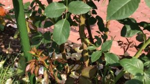 РОЗЫ ДЕЛЬБАРА...ПАПИ ДЕЛЬБАР....Роза плетистая Папи Дельбар