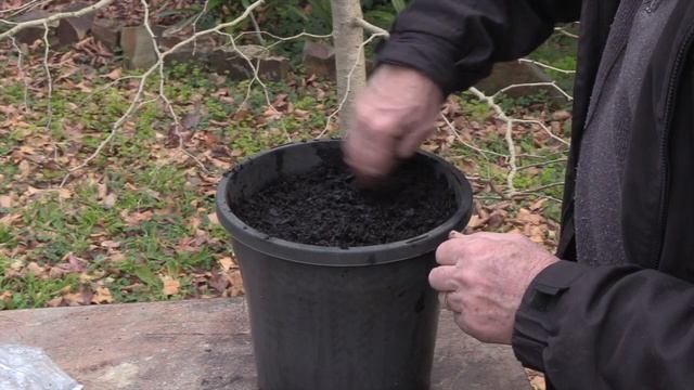 How to Plant and Grow Dutch Iris Bulbs смотреть онлайн