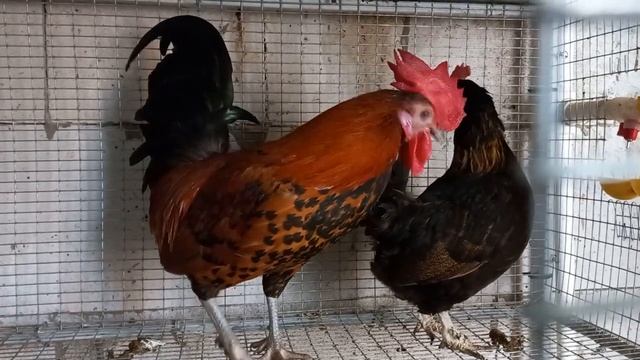 Птичник. Карликовые куры-бентамки. Амерауканы. Перепела. смотреть онлайн