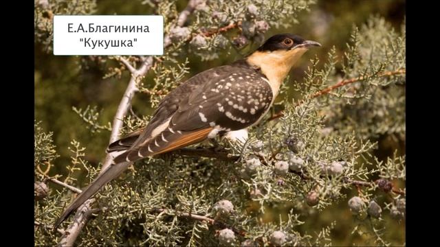 Урок литературного чтения 3 класс Е Благинина Котенок, Кукушка смотреть онлайн