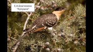 Урок литературного чтения 3 класс Е Благинина Котенок, Кукушка