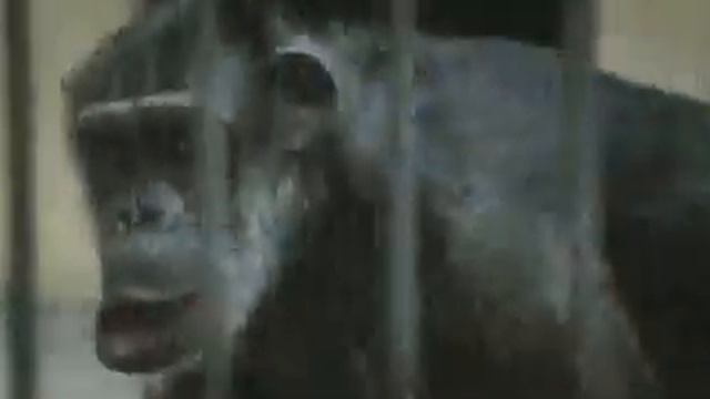 King Kong in a music video смотреть онлайн