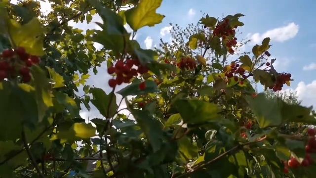 2020 год фестиваль "Гуляй, казак !" Вокальная группа «Рябиновые бусы» - Эх, калина горькая смотреть онлайн