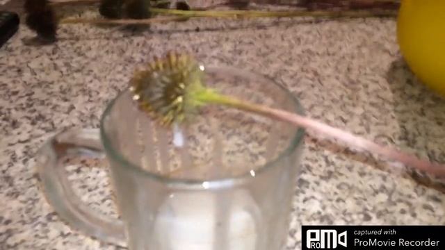 Не выбрасывайте плафоны от светильников. смотреть онлайн