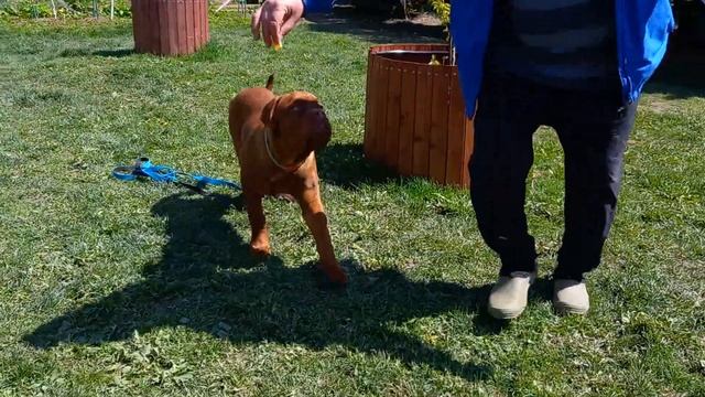 Бордоский дог ❤ смотреть онлайн