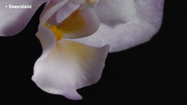 Орхидея Doritaenopsis Liu's Sakura 'KF' смотреть онлайн