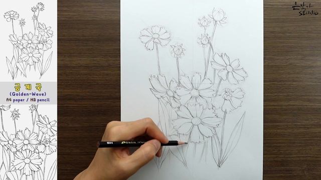Golden wave drawing | 금계국 꽃그림 그리기 | Botanical Art смотреть онлайн