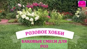 БАКОВЫЕ СМЕСИ ДЛЯ РОЗ ПОСЛЕ ПЕРВОГО ЦВЕТЕНИЯ. Начинающим