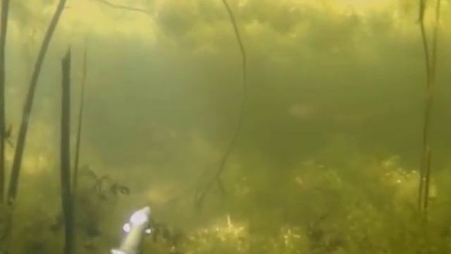 ПОДВОДНА ОХОТА И КАМЫШИ смотреть онлайн