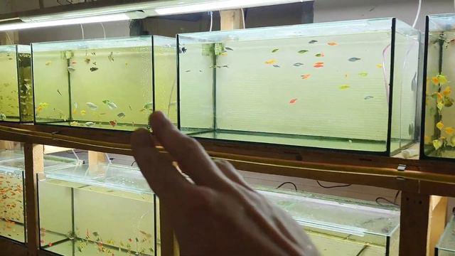 Пересадил Пецилию к Таракатумам а Меченосцев в отдельный кубик смотреть онлайн