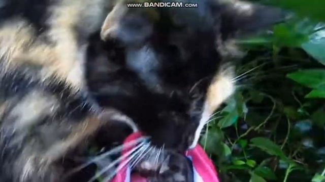 Спасение умирающего КОТЁНКА! Мать кошка его приютила! смотреть онлайн