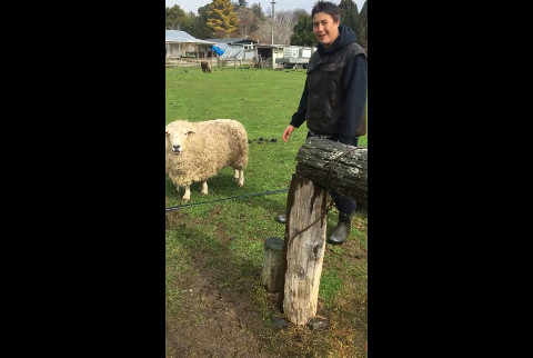 Месть овцы смотреть онлайн