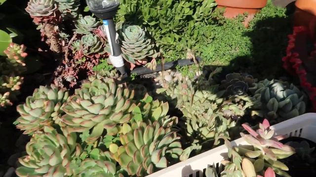 Winter Succulent Garden Update 2020 смотреть онлайн