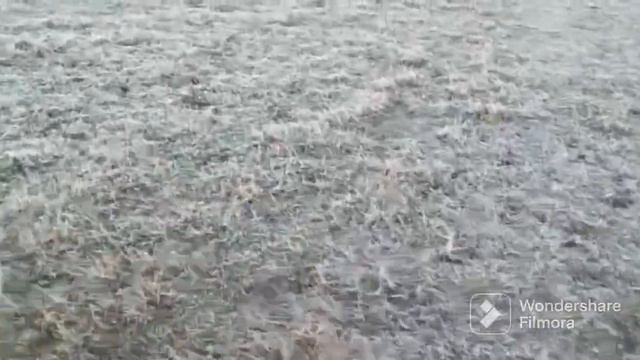 AKITOMANIA. Первая течка. #акитомания #акита #akita #americanakita #dog #собака смотреть онлайн