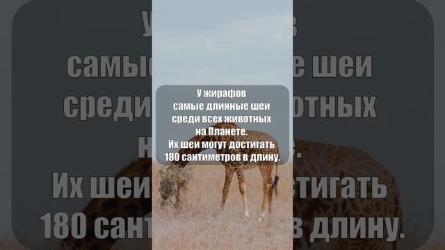 У жирафов самые длинные шеи #shorts смотреть онлайн
