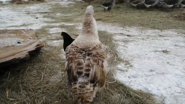 Сократил ПОГОЛОВЬЕ ПТИЦЫ! // КЛАВА меня бросила, УЙДУ к ЛЮСЬКЕ! // смотреть онлайн