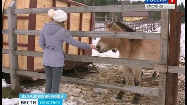 Одна из смоленских лошадей Пржевальского может обзавестись потомством смотреть онлайн