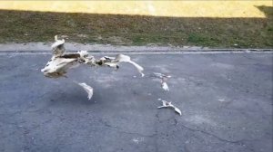 Павел Кашин - Спасибо Не Надо