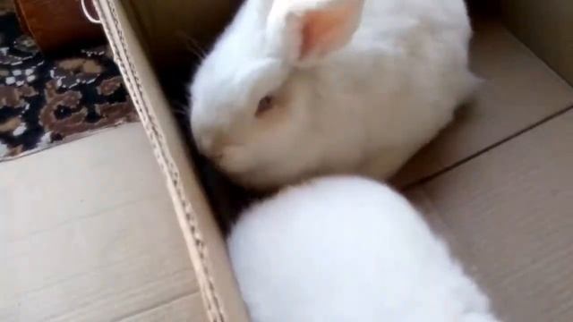 Кролики породы НЗБ и НЗК смотреть онлайн