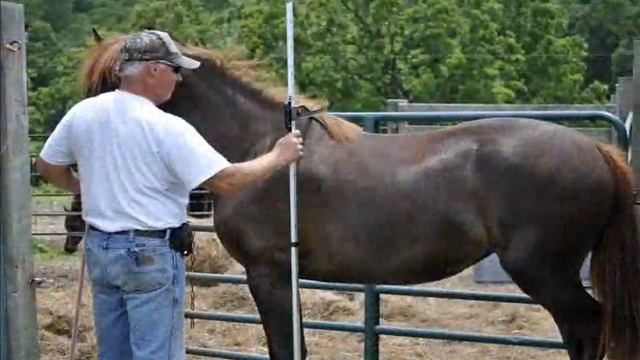 Gaited Morgan Horse Mare 2012 Missouris Dandy Darlin смотреть онлайн