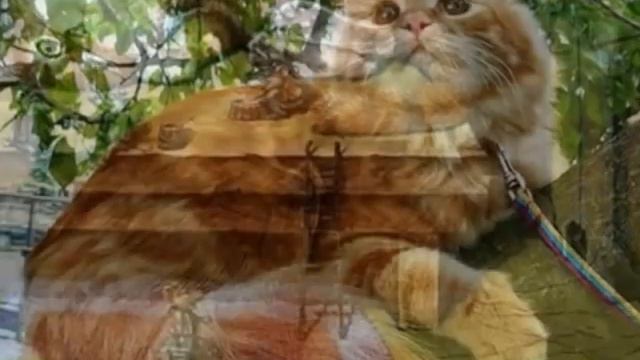 Ленивый кот смотреть онлайн