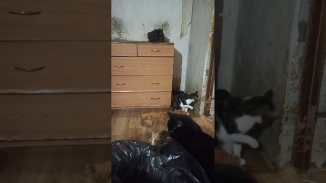 ❗Сбор на еду❗Котики просят о помощи. Реквизиты в Инфобоксе. #кот #помощь #котики смотреть онлайн