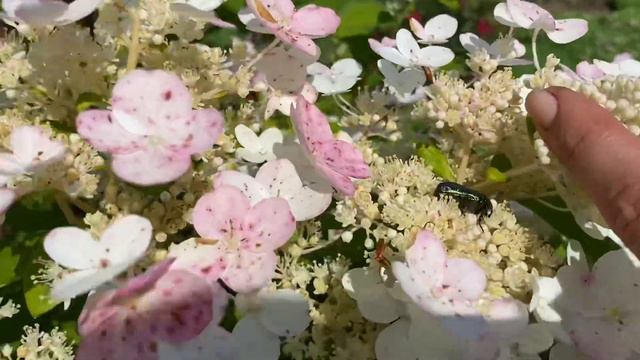 Эрли сенсейшн красиво цветет. Early Sensation  ❤️