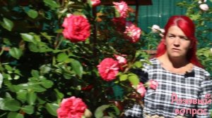 Роза Антик 89  Цветение