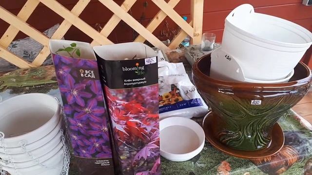 СУПЕР день на даче ! Подарки : новый клематис, клен веерный, УРА! Новый ПРОЕКТ! смотреть онлайн