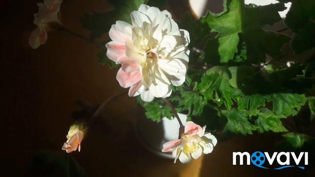 Пеларгония зонартик Lara Marjorie смотреть онлайн