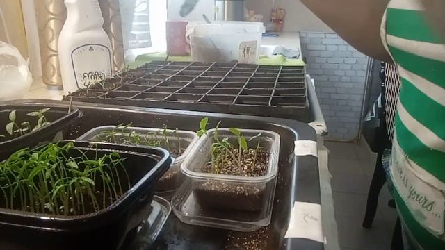 СЕЗОН 2023 ПИКИРОВКА СЛАДКОГО ПЕРЦА