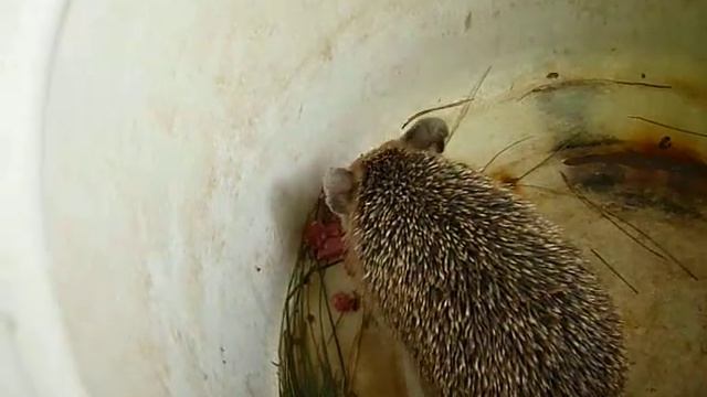 Ёжик в кастрюле.MOV смотреть онлайн