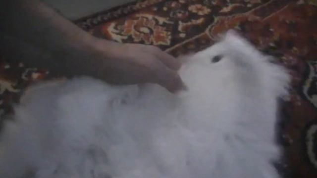 №10. 12.01.2021г. 00:17. Сима наелась и просит почесать животик. смотреть онлайн