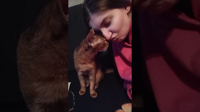 чаузи ф4 абиссинская