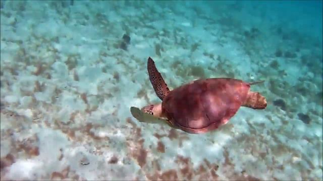 Sea creatures - Yamaha Reface CS смотреть онлайн