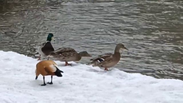 Утки в парке Отрада. СВАО. Прилетел Огарь ( коричневые уточки) смотреть онлайн